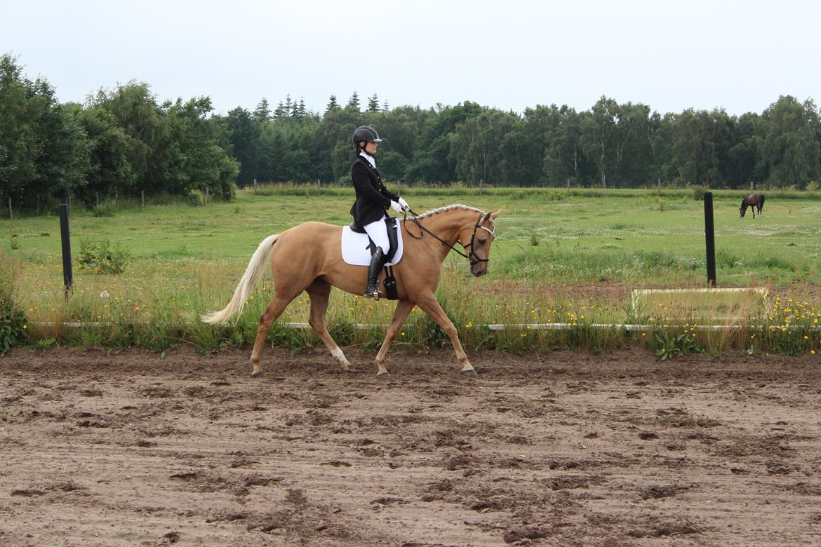 Ørsted rideklub 25-06-16 billede 7