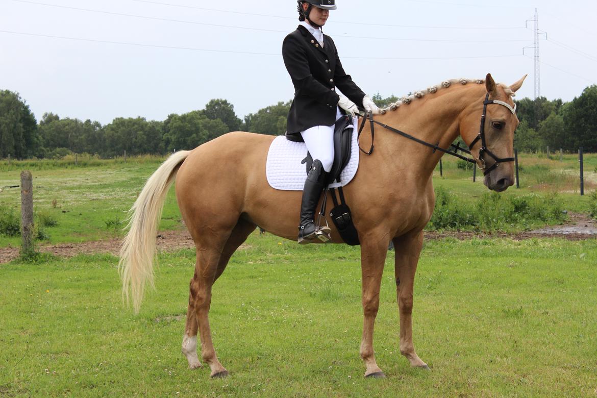 Ørsted rideklub 25-06-16 billede 2