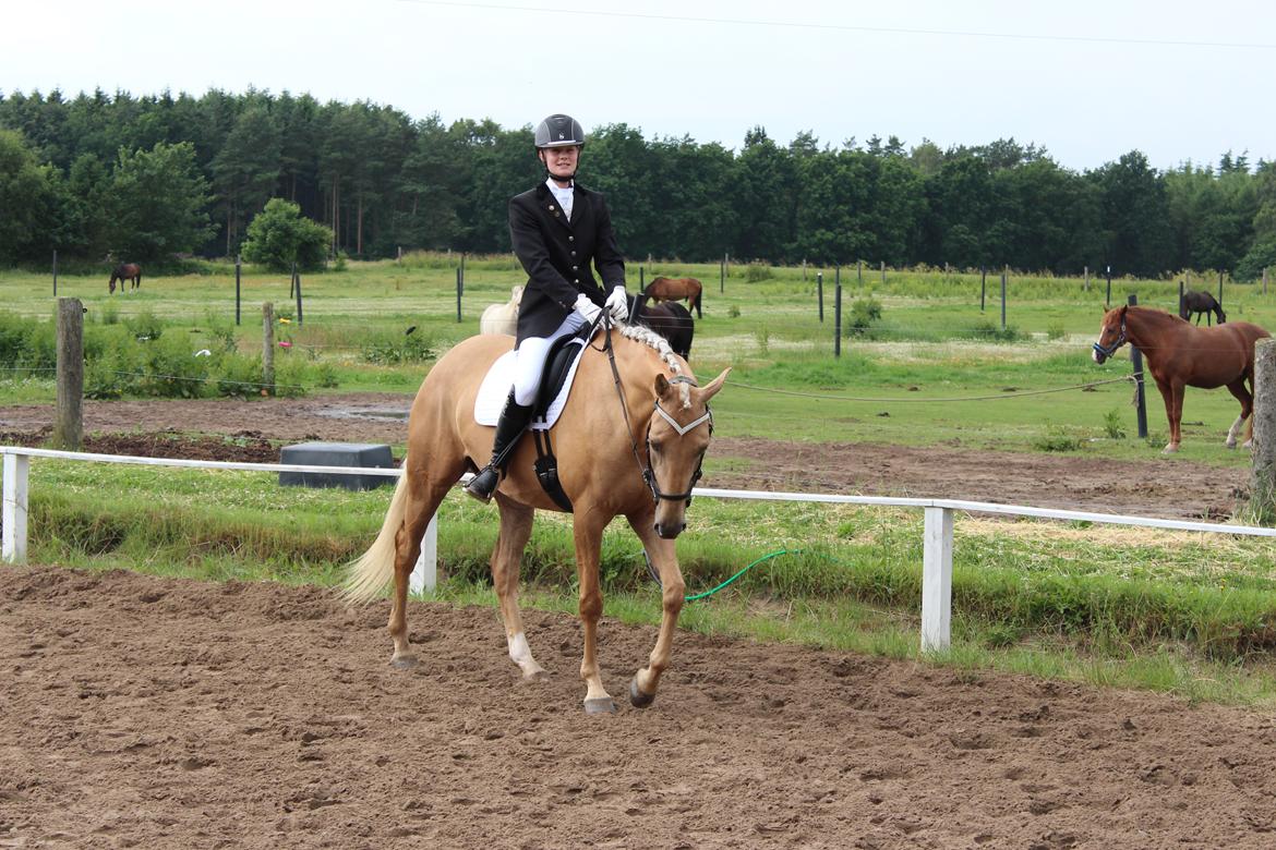 Ørsted rideklub 25-06-16 billede 9