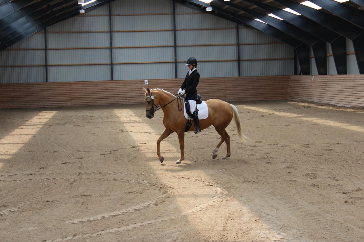 Ørsted rideklub 25-06-16 billede 11