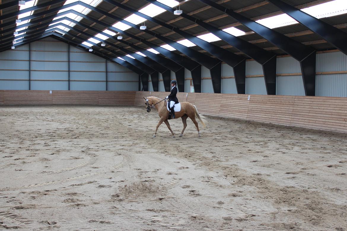 Ørsted rideklub 25-06-16 billede 17