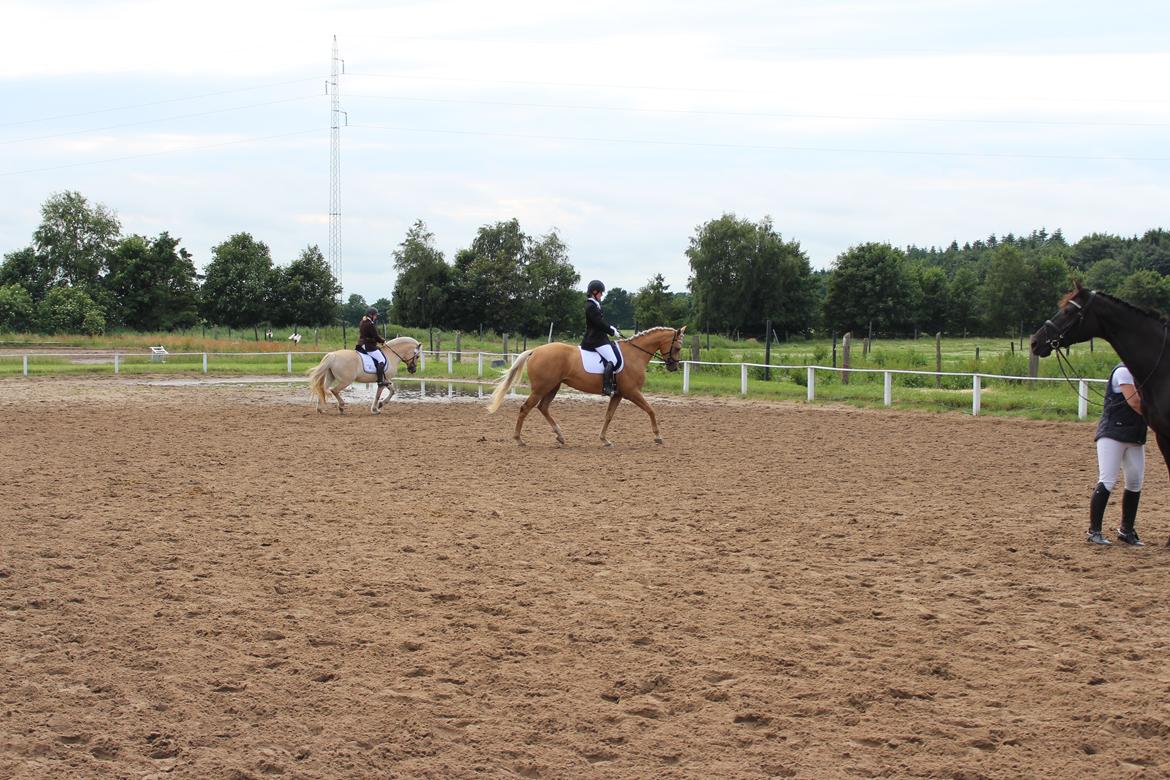 Ørsted rideklub 25-06-16 billede 22