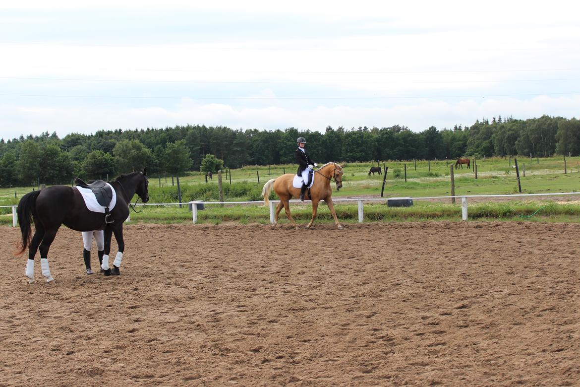 Ørsted rideklub 25-06-16 billede 25