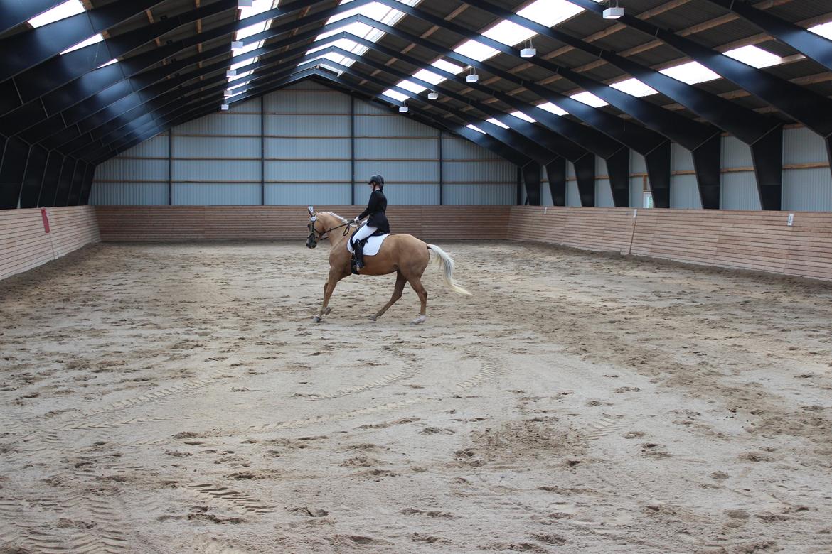 Ørsted rideklub 25-06-16 billede 21