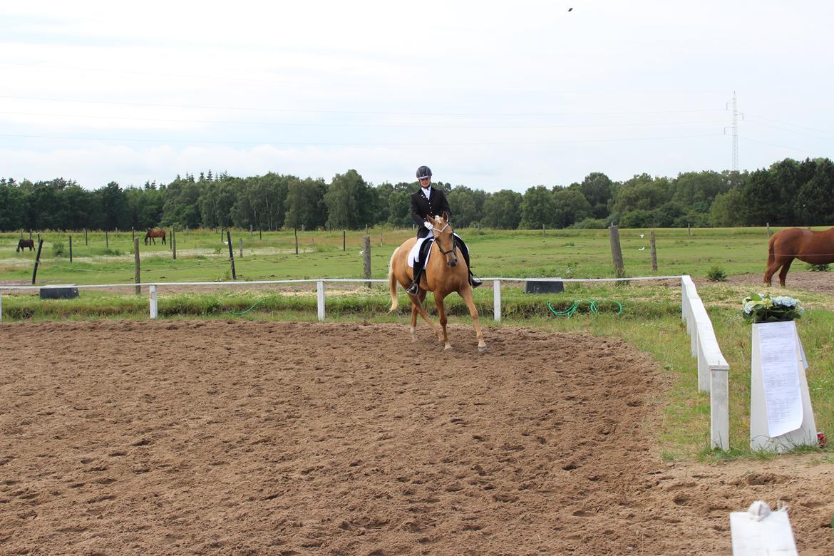 Ørsted rideklub 25-06-16 billede 26