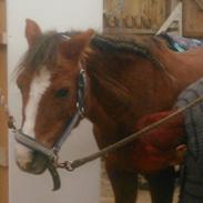 Spring pony udført af Emilie Larsen