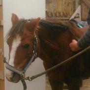 Spring pony udført af Emilie Larsen