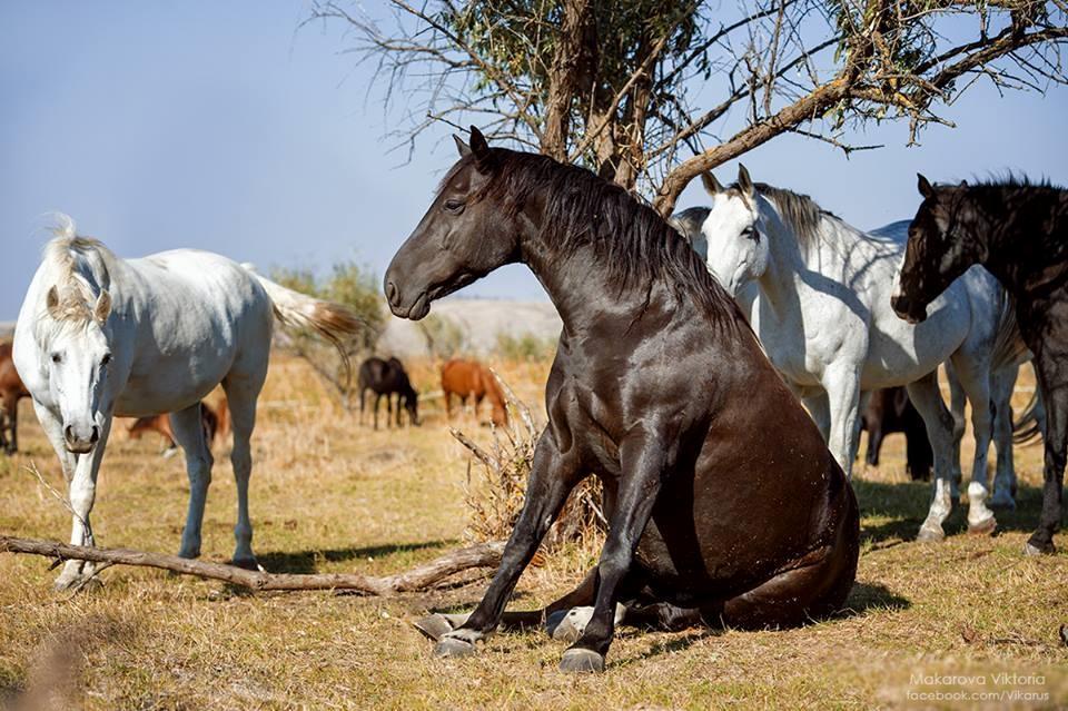 Blandet søde sjove billeder og tekster  billede 251