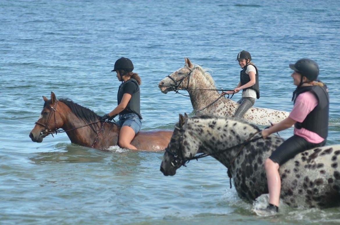 Ridelejr på Humlebækgård 2016 billede 3