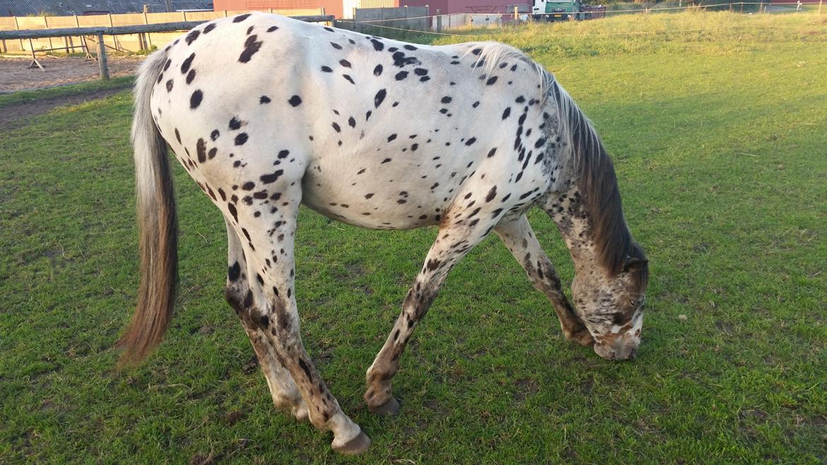 Slinger hest  - 1 billede 1