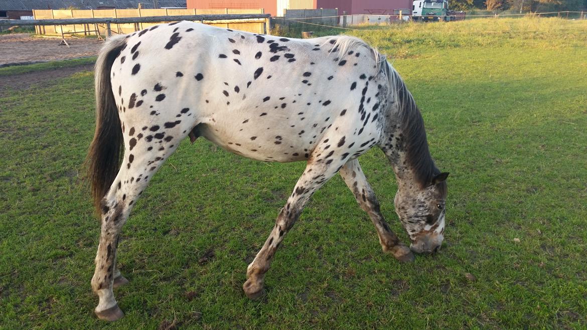 Slinger hest  - 2 billede 2