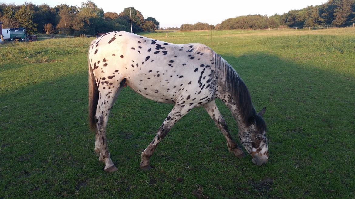 Slinger hest  - 3 billede 3
