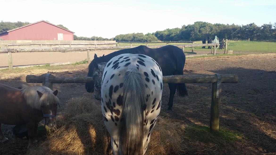 Slinger hest  billede 4