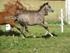ZY Arabian - hestene <3 