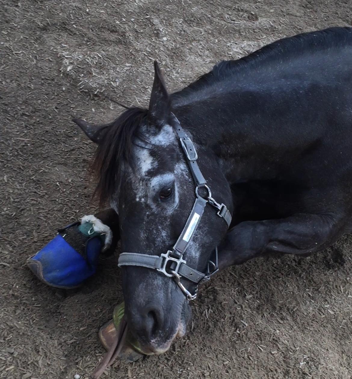 Silvas hov operation (keratom) - dejligt at rulle sig når man skal stå i boks og ikke må komme på fold billede 25