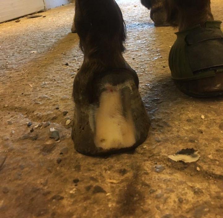 Silvas hov operation (keratom) - Klar til operation billede 4