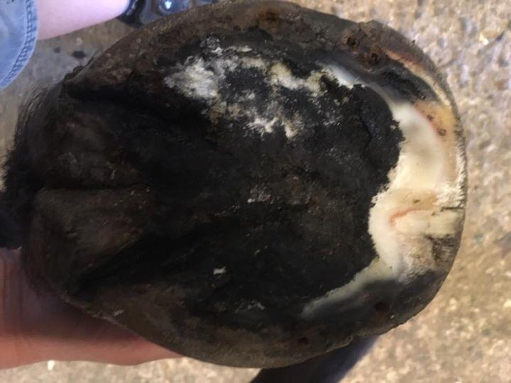 Silvas hov operation (keratom) - Her ses keratomet under hoven billede 5