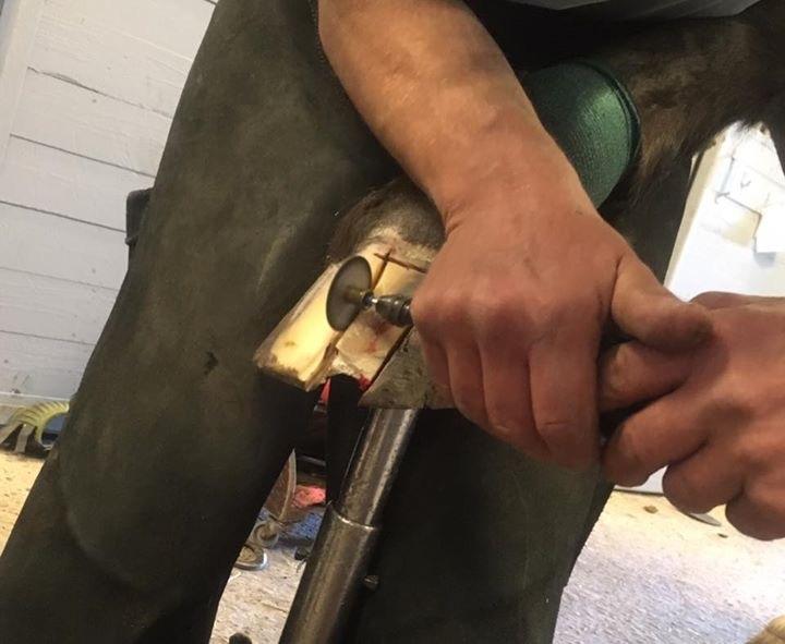 Silvas hov operation (keratom) - Så er de i gang billede 6