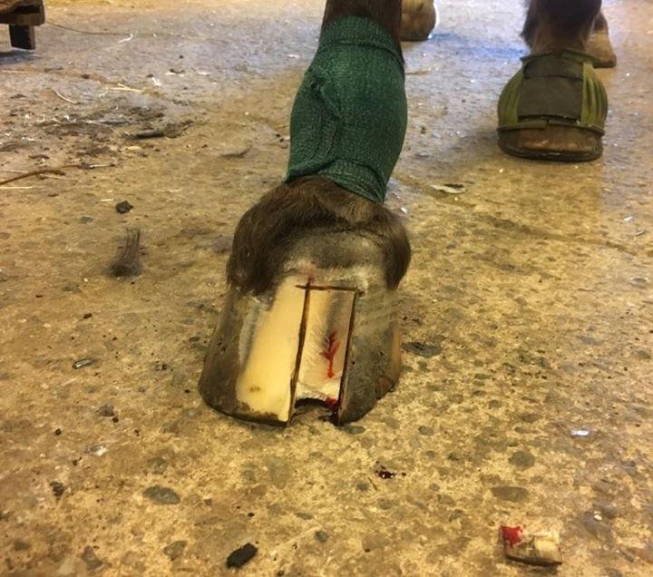 Silvas hov operation (keratom) - Hornsøjlen skæres fri billede 7