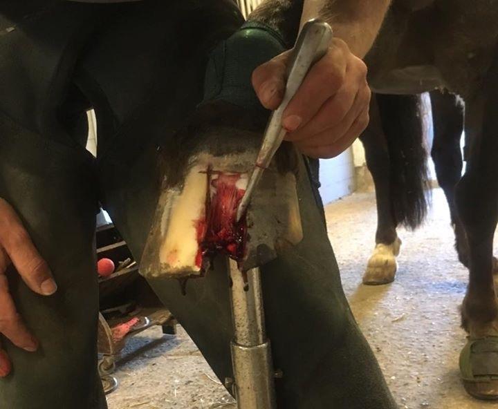 Silvas hov operation (keratom) - Det sikres at det hele er fjernet billede 8