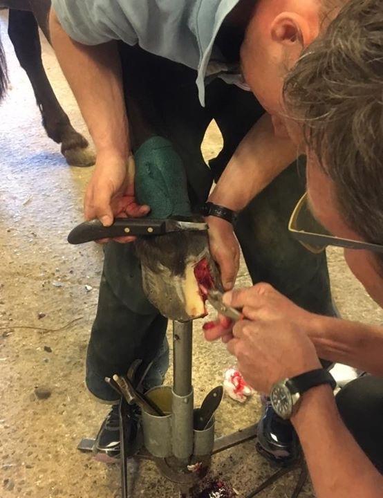 Silvas hov operation (keratom) billede 10