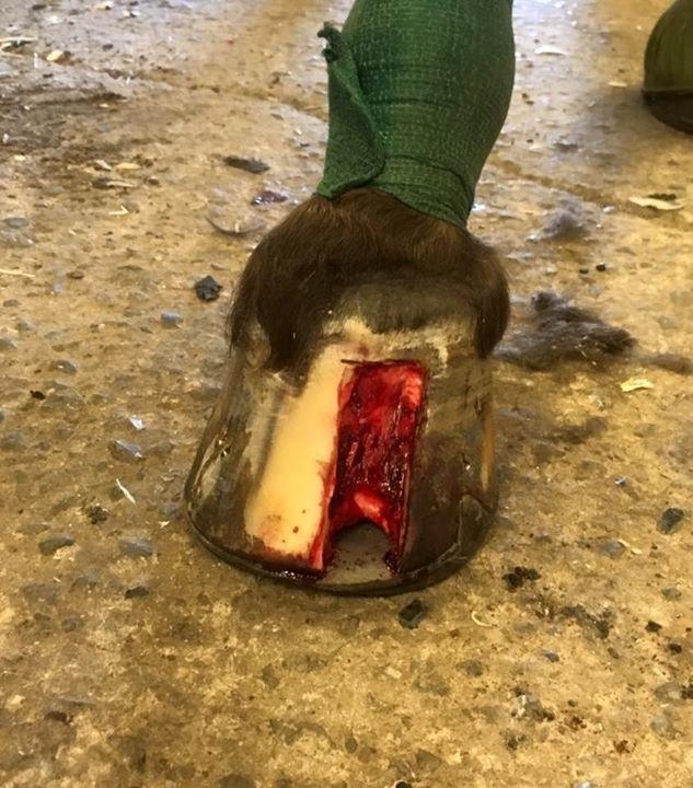 Silvas hov operation (keratom) - Det ser voldsomt ud! billede 11