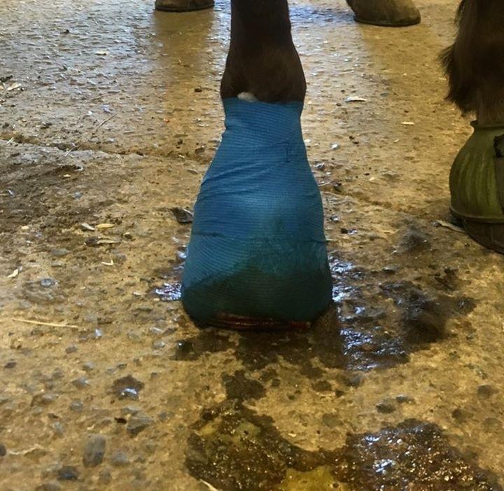 Silvas hov operation (keratom) - Operation slut billede 12