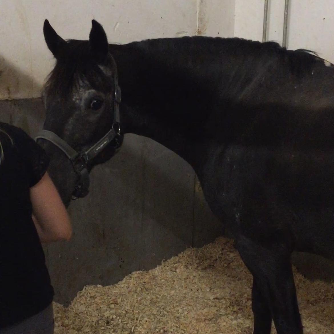 Silvas hov operation (keratom) - Ankommet til dyrlægen billede 3