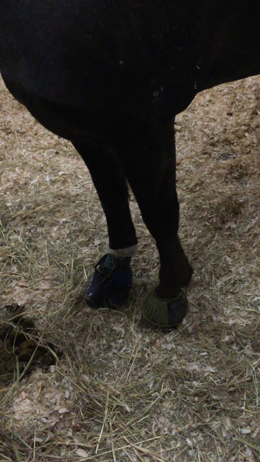 Silvas hov operation (keratom) - Nu med forbinding og "sko" billede 18