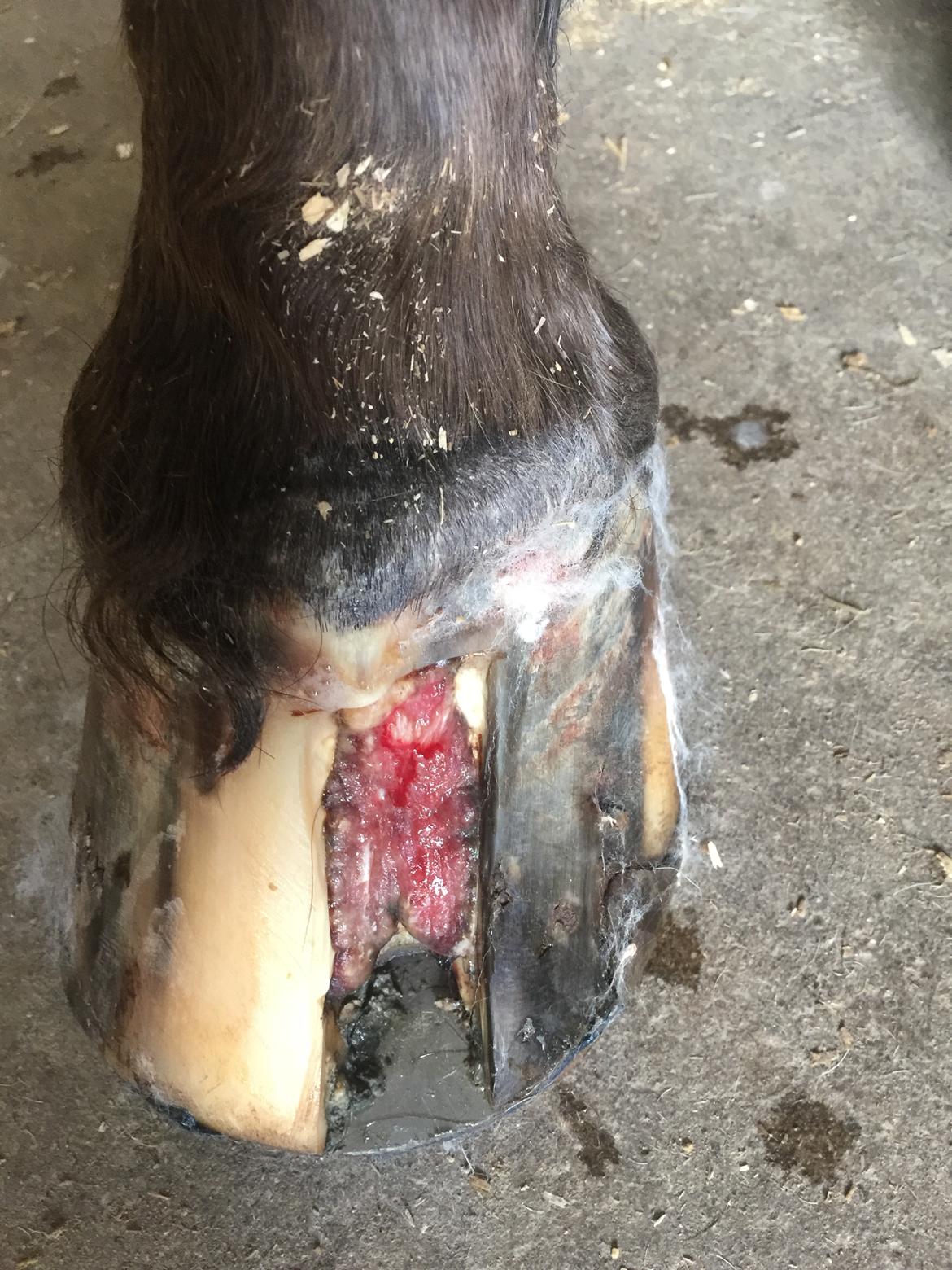 Silvas hov operation (keratom) - første forbindings skift billede 20