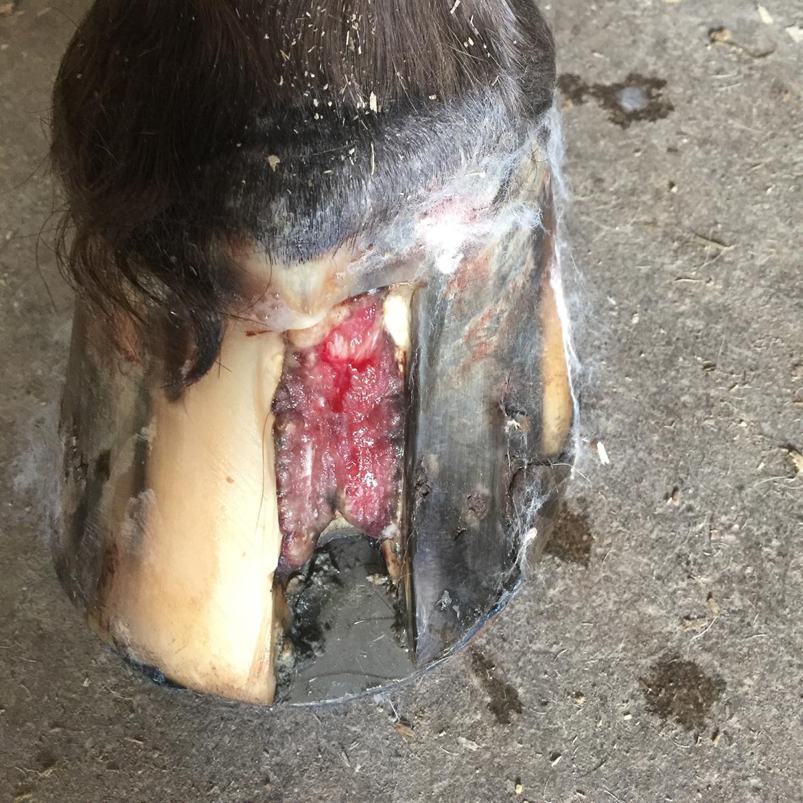 Silvas hov operation (keratom) billede 21