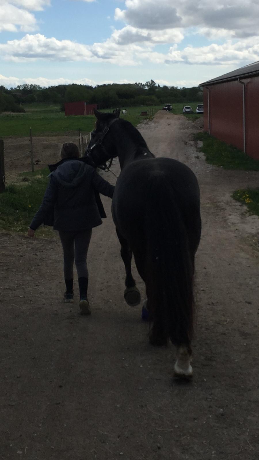 Silvas hov operation (keratom) billede 22