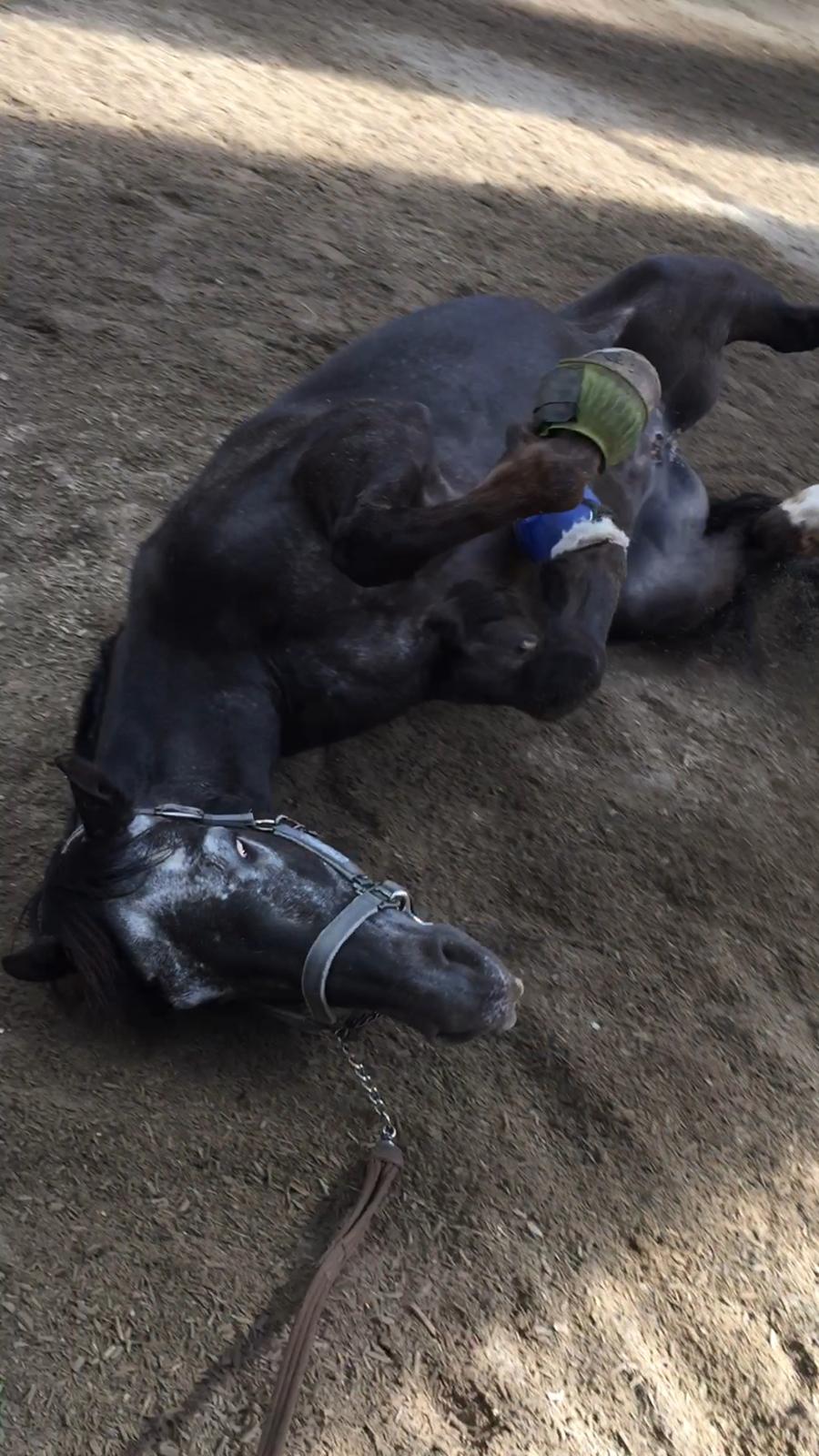 Silvas hov operation (keratom) - dejligt at rulle sig når man skal stå i boks og ikke må komme på fold billede 23