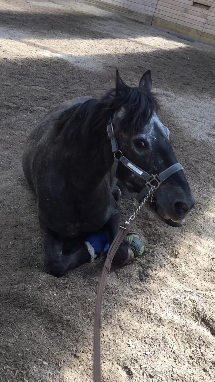 Silvas hov operation (keratom) - dejligt at rulle sig når man skal stå i boks og ikke må komme på fold billede 24