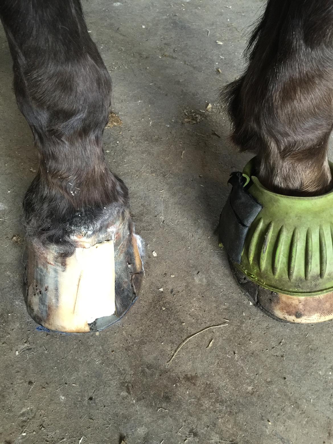 Silvas hov operation (keratom) - forbindings skift - vi bliver gode til det :-) billede 30