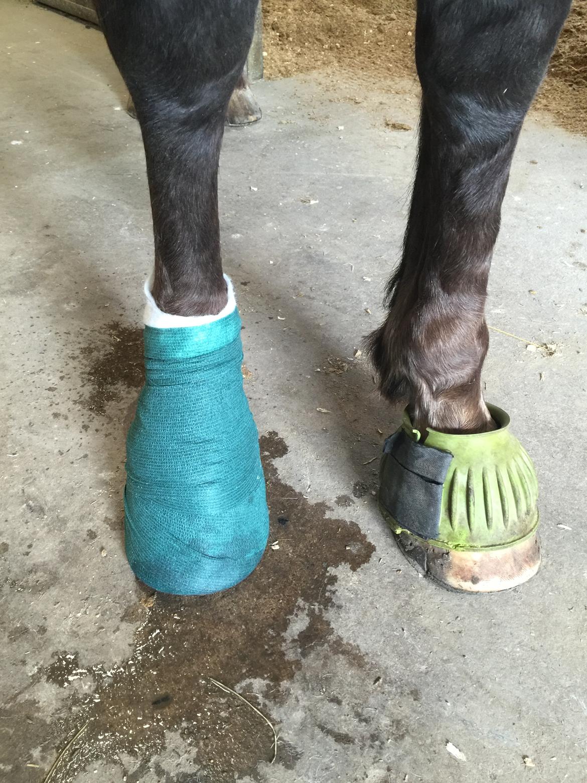 Silvas hov operation (keratom) - forbindings skift - vi bliver gode til det :-) billede 31