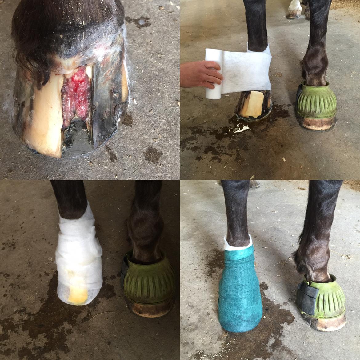 Silvas hov operation (keratom) - Silva er en nem patient der altid står pænt stille ifm forbindingsskift billede 32