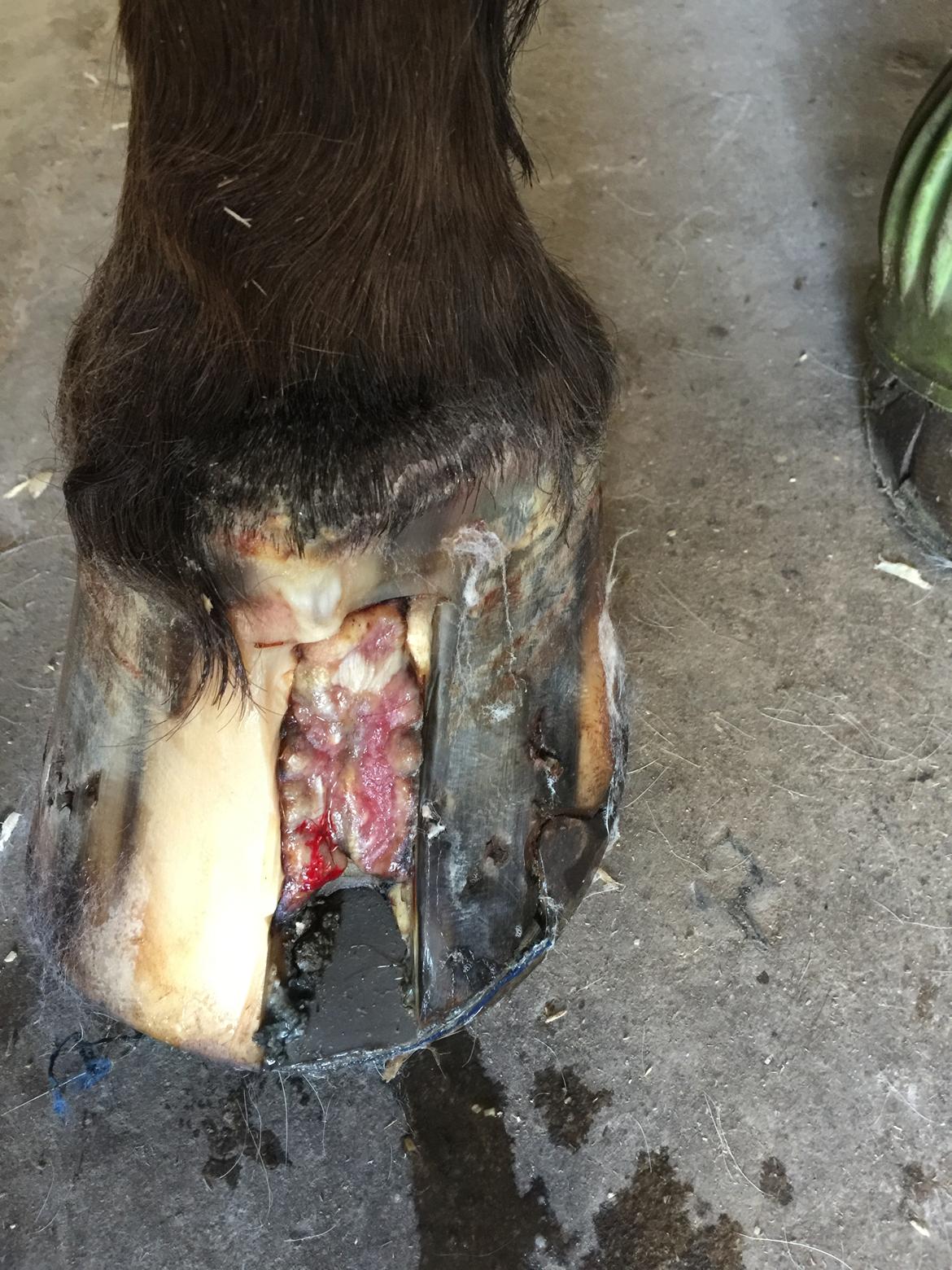 Silvas hov operation (keratom) - forbindings skift - vi bliver gode til det :-) billede 26