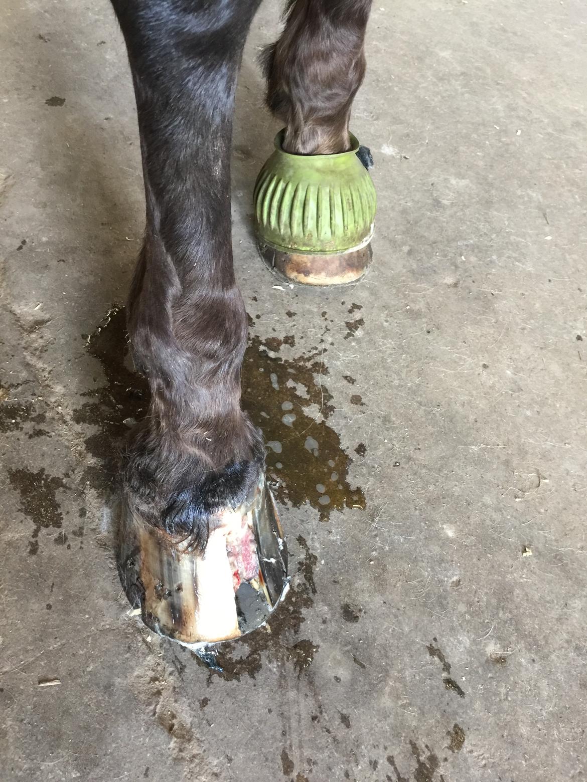 Silvas hov operation (keratom) - forbindings skift - vi bliver gode til det :-) billede 27