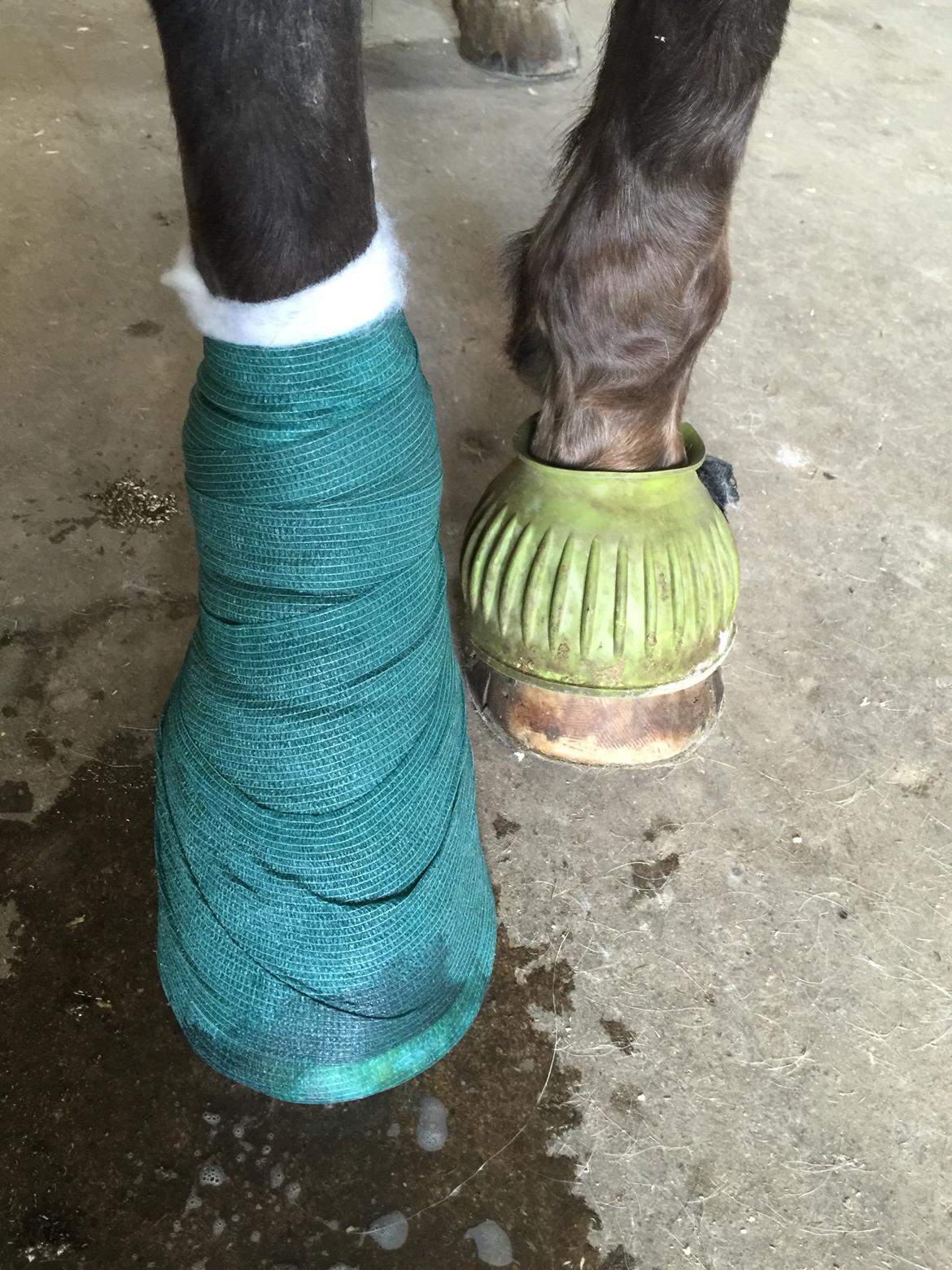 Silvas hov operation (keratom) billede 33