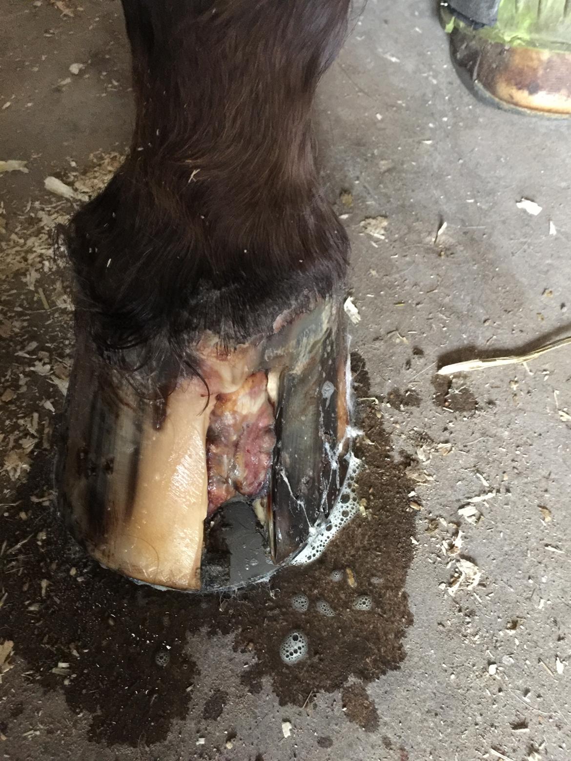 Silvas hov operation (keratom) billede 34