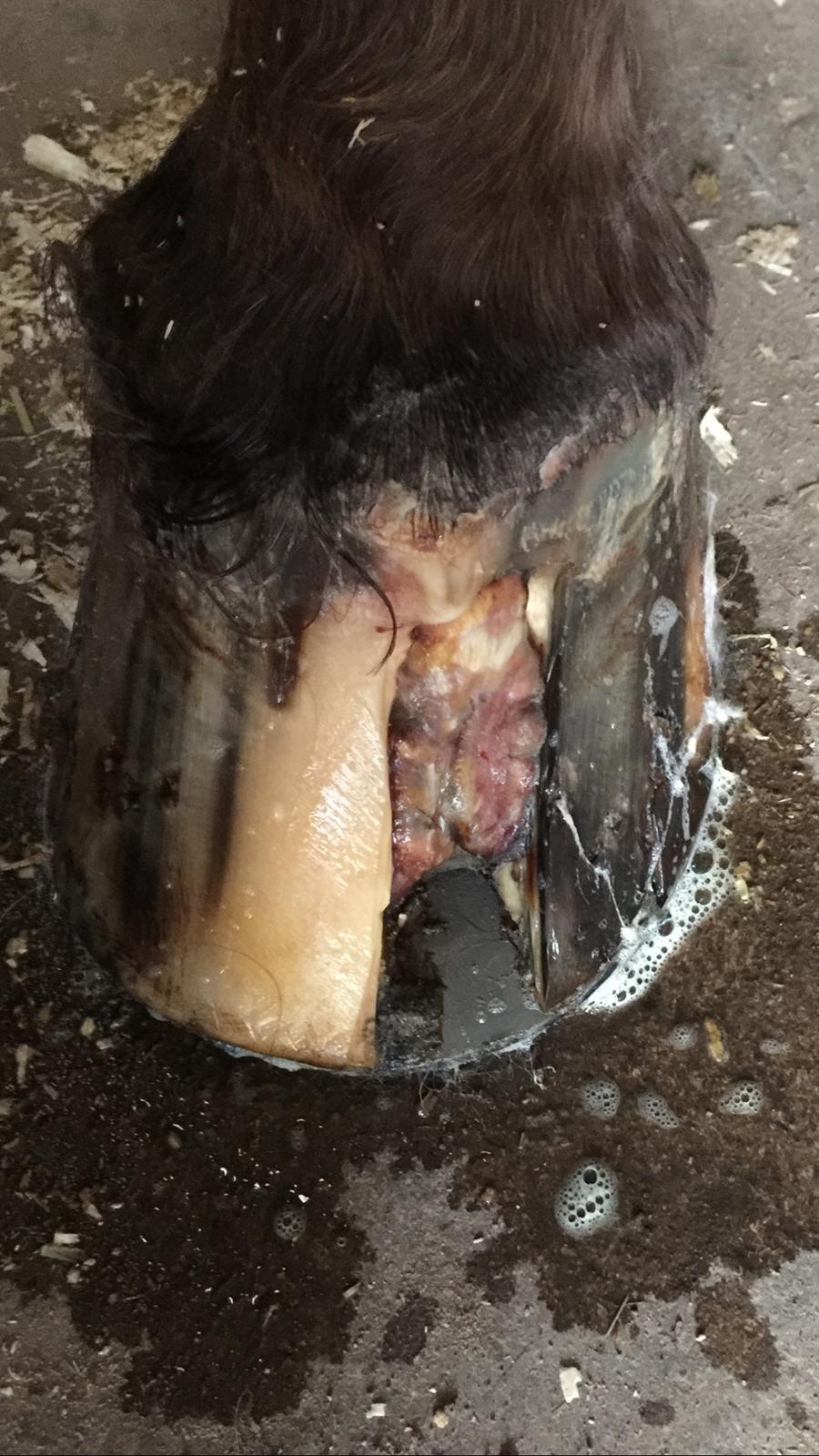 Silvas hov operation (keratom) billede 35