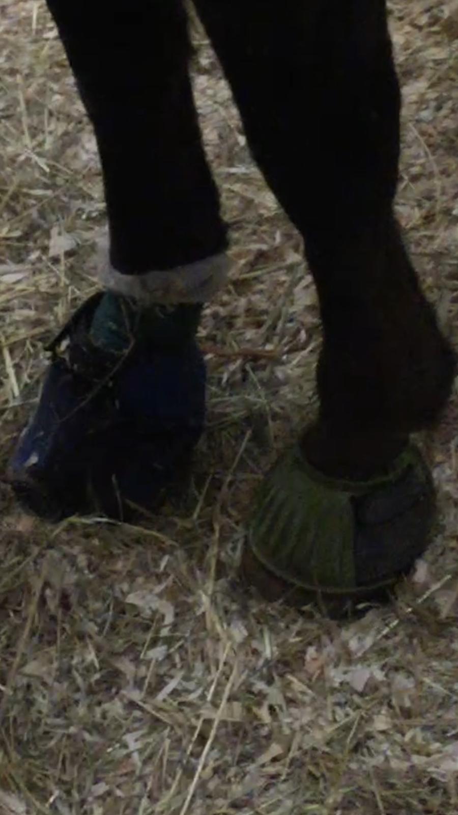 Silvas hov operation (keratom) billede 19