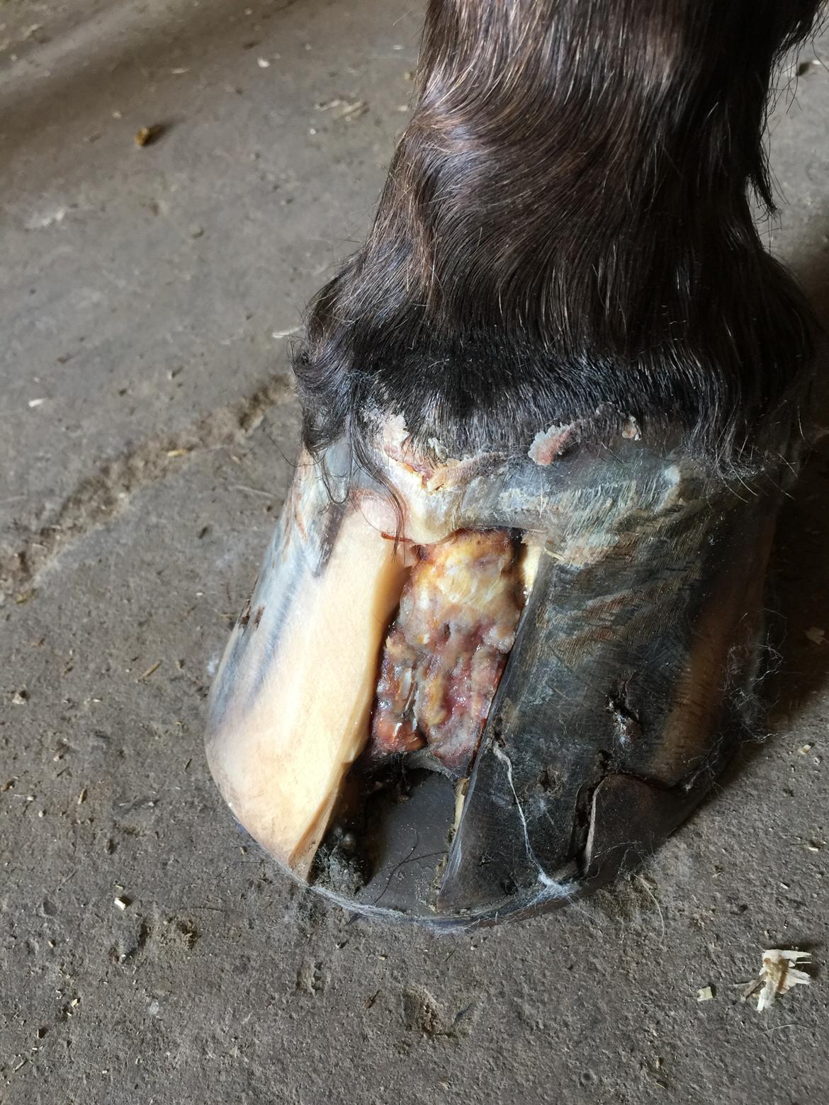 Silvas hov operation (keratom) billede 37