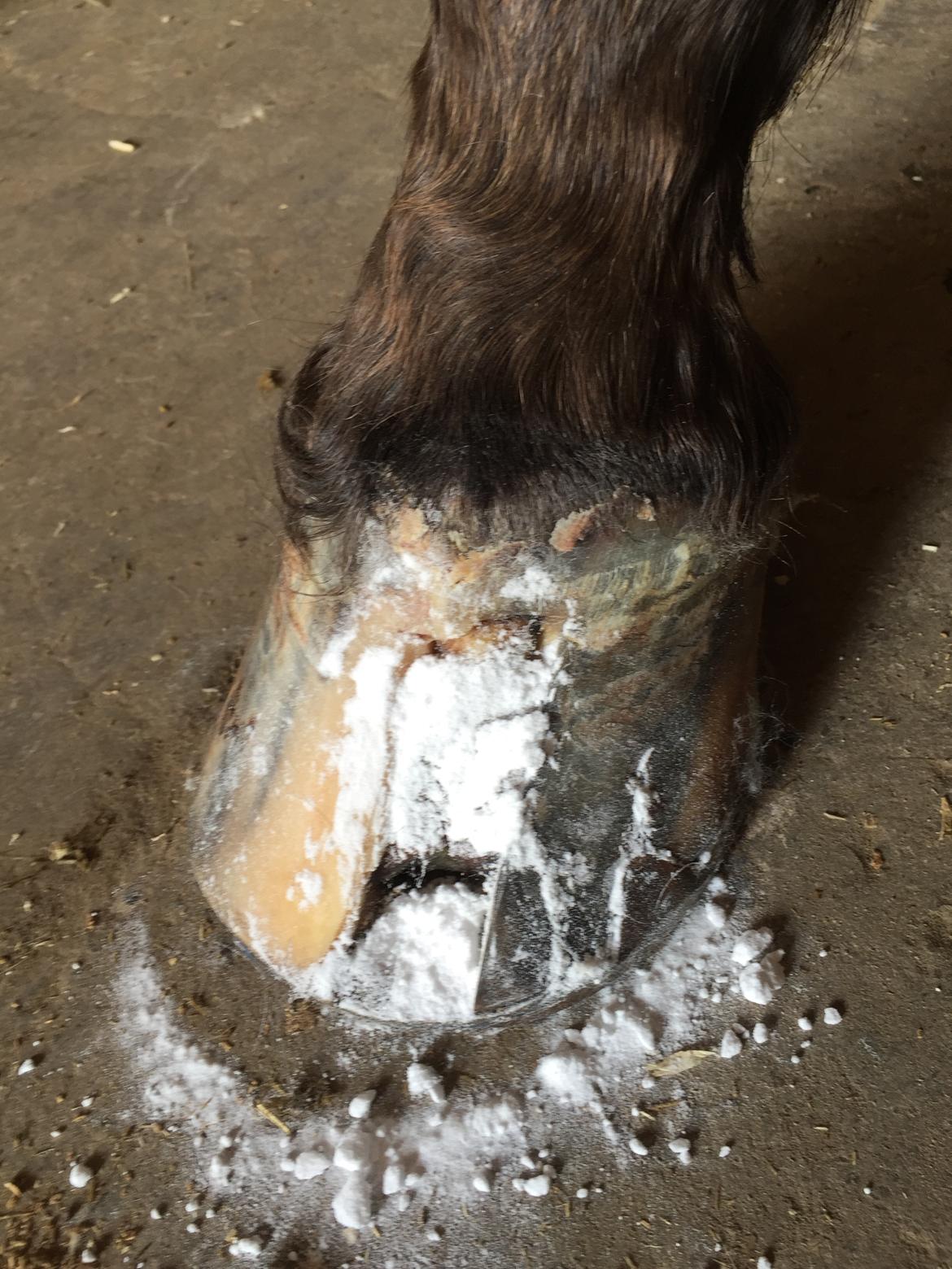 Silvas hov operation (keratom) billede 39