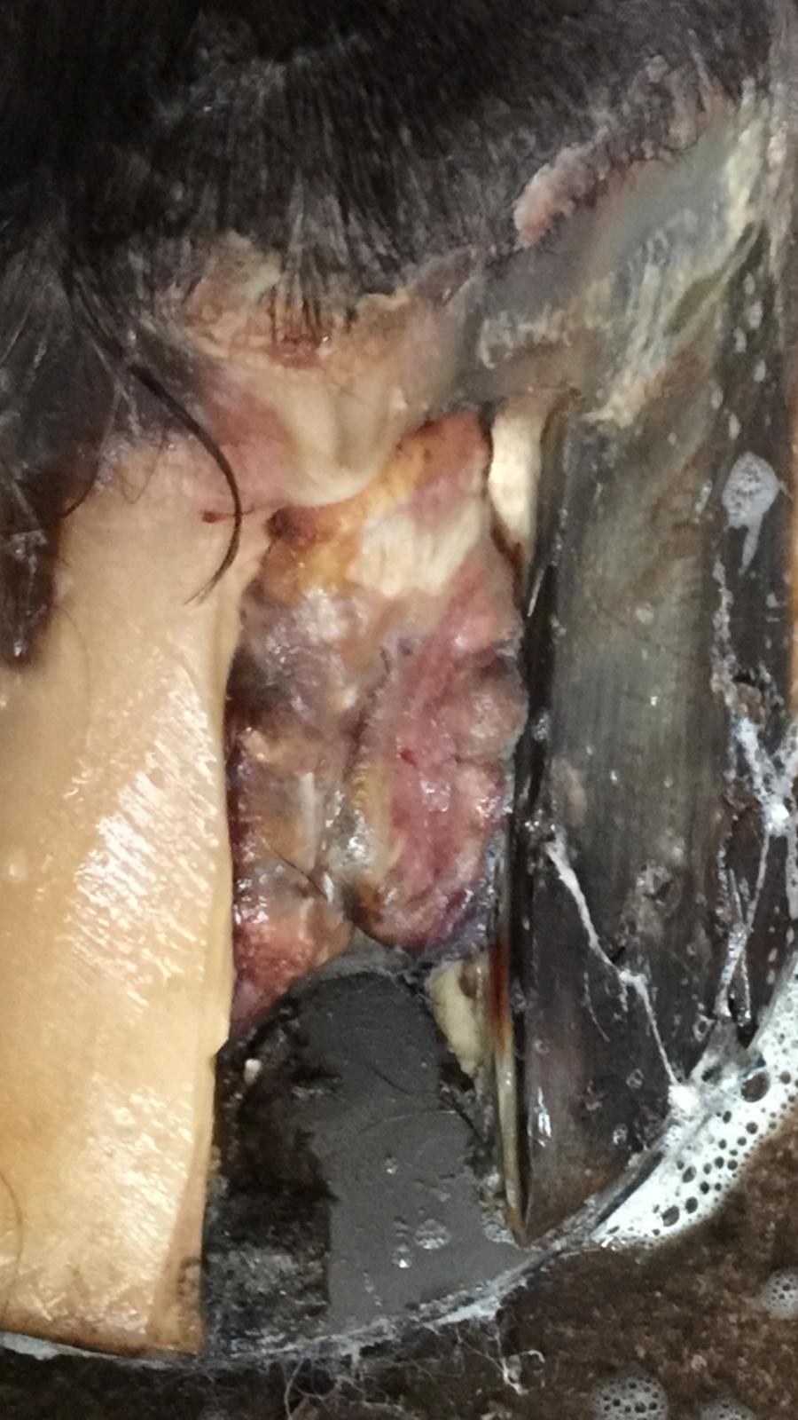 Silvas hov operation (keratom) billede 40