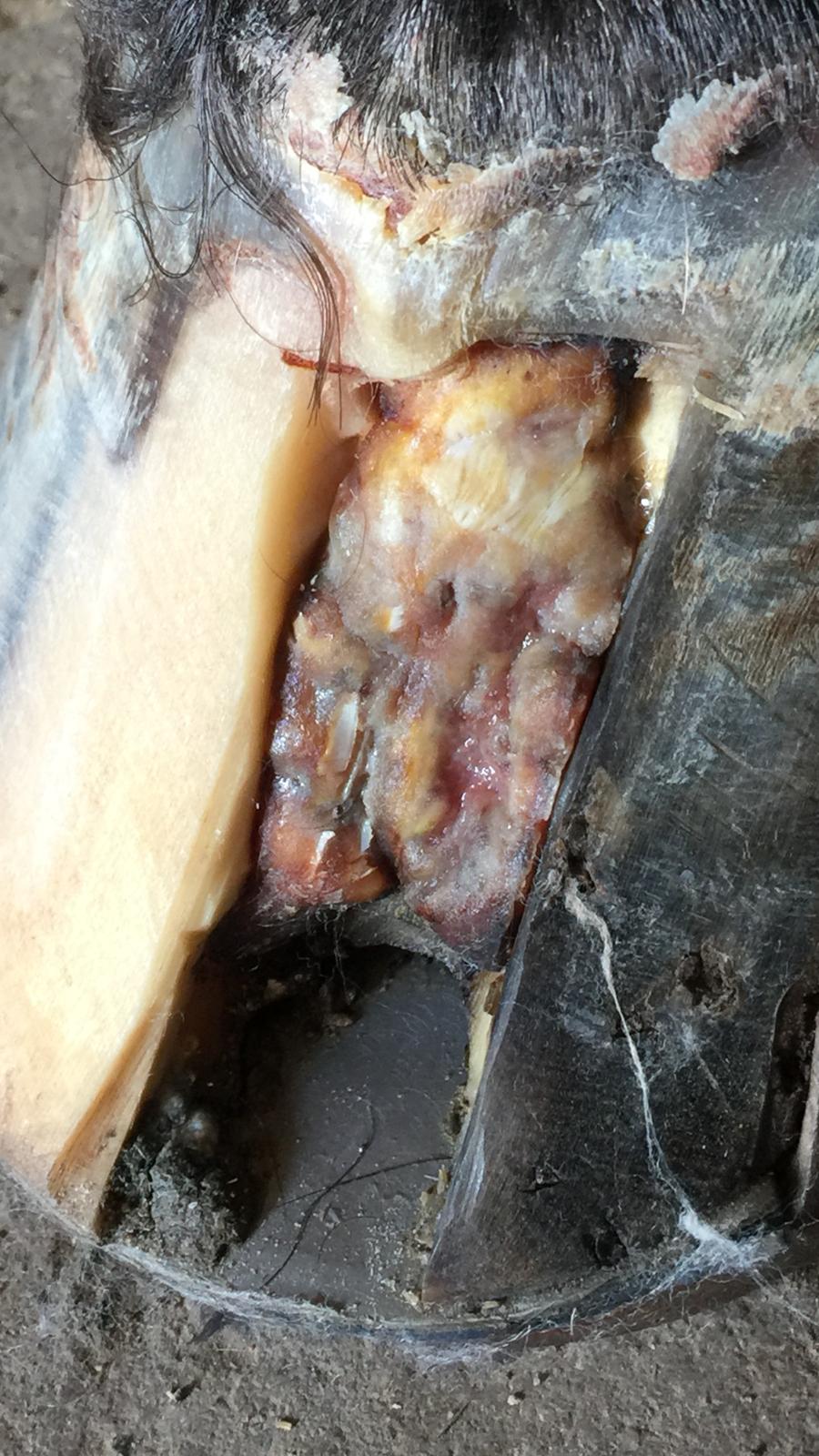 Silvas hov operation (keratom) billede 41