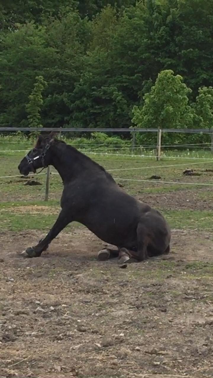 Silvas hov operation (keratom) - Så fik Silva lov at komme på sygefold :-) billede 42