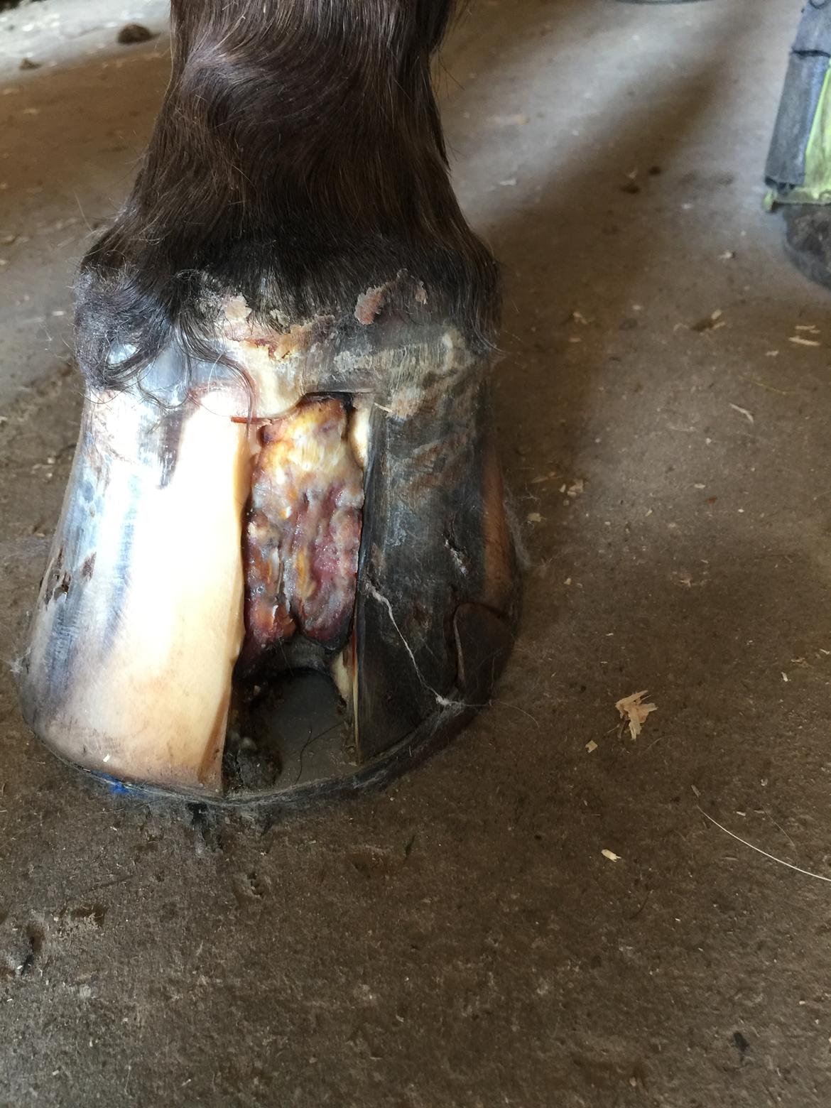 Silvas hov operation (keratom) billede 36