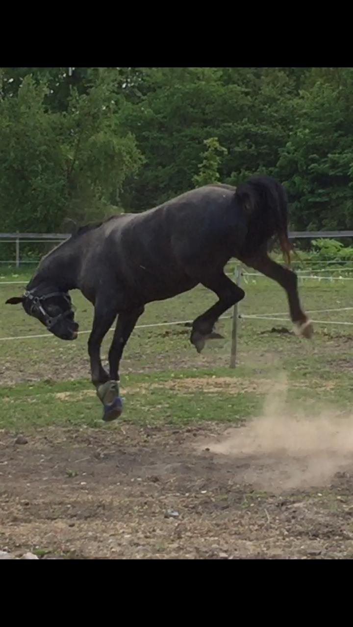 Silvas hov operation (keratom) - Så fik Silva lov at komme på sygefold :-) billede 44